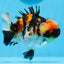 [FREE SHIPPING] Handcrafted Special Tricolor Tiger Yuanbao Goldfish Painting – One-of-a-Kind Artwork from Jimmy’s Collection