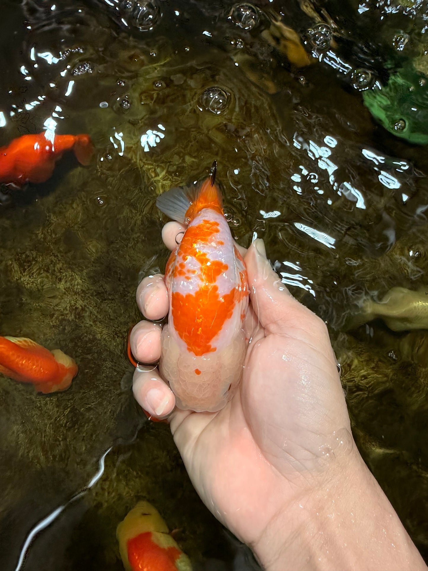 CHUBBY AAA Grade Kohaku Sakura LionQueen 4.5 inches #112825LC_01