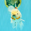 Calico Oranda Male 6.5 inches #090426OR_02