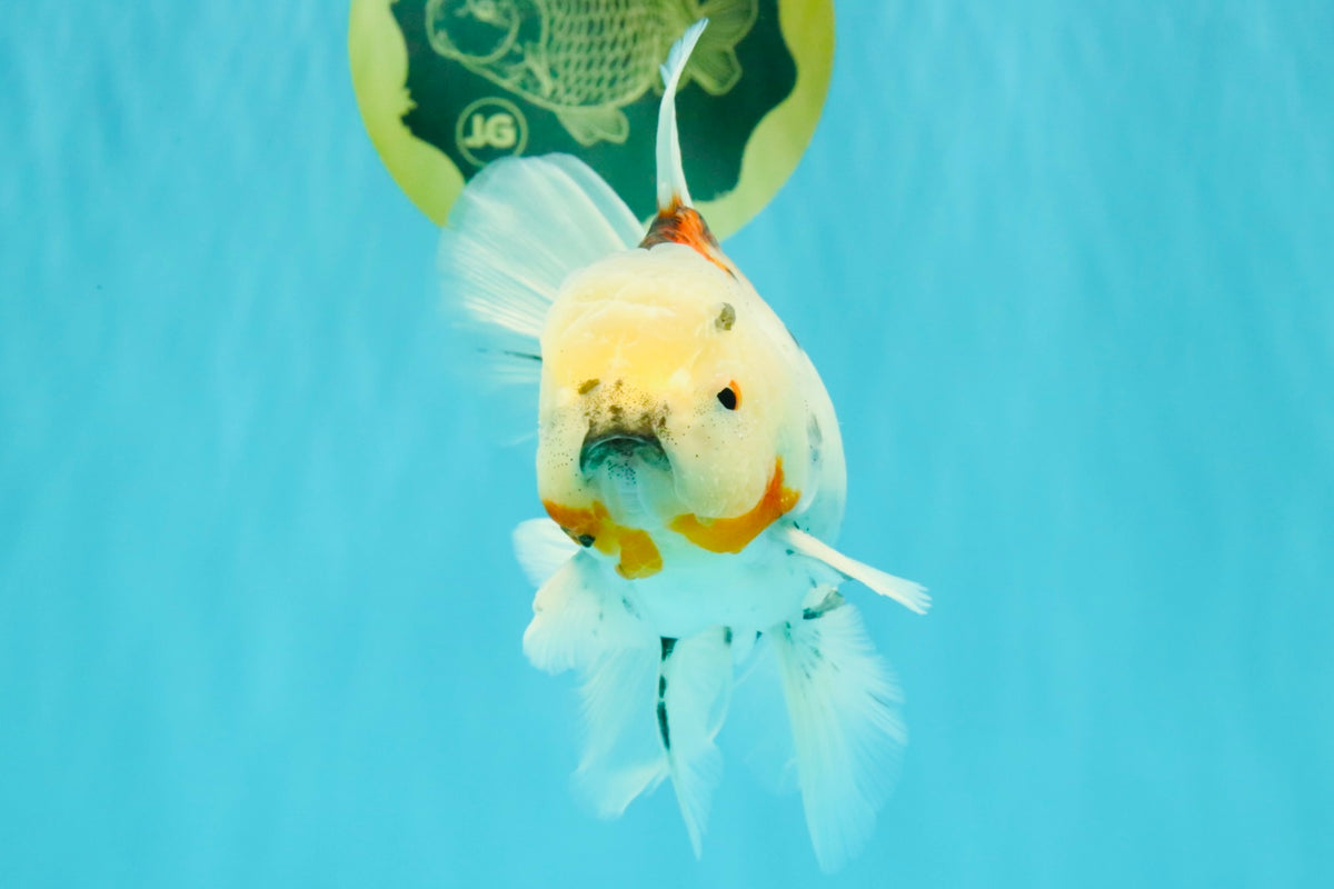 Calico Oranda Male 6.5 inches #090426OR_02