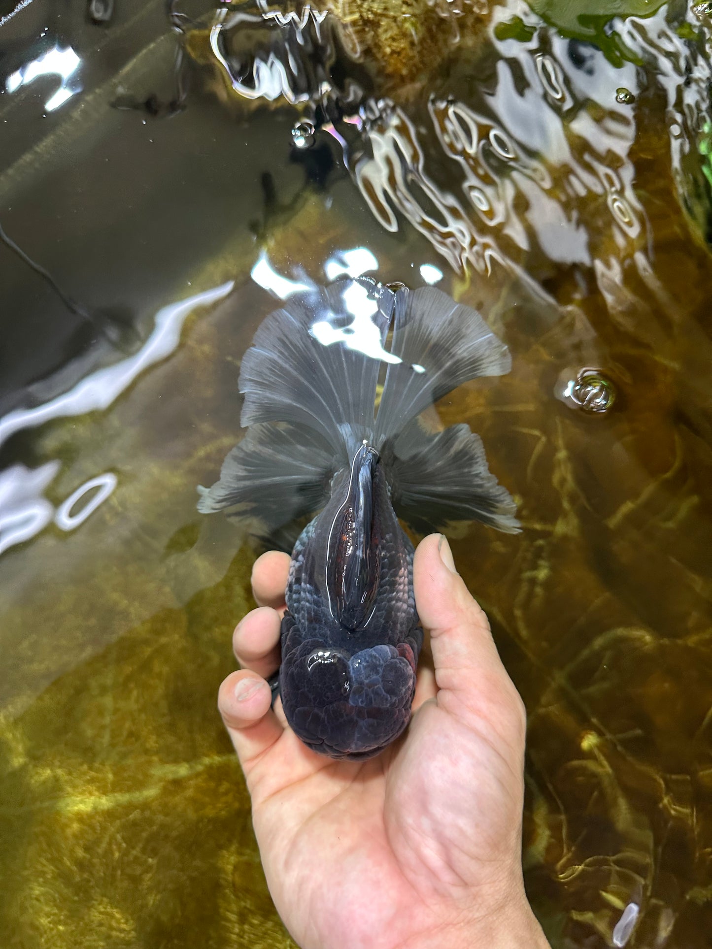 AAA Grade MIDNIGHT Kirin Oranda Male 5.5-6 inches #082925OR_15