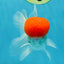 A Grade Red Cap Oranda Male 4.5-5 inches #050925OR_46