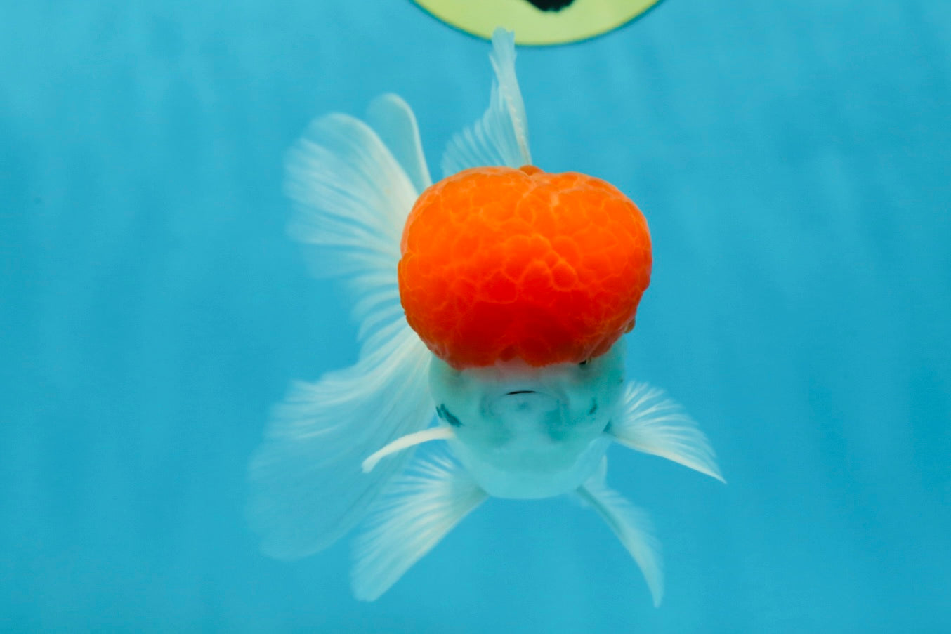 A Grade Red Cap Oranda Male 4.5-5 inches #050925OR_46