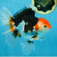 A Grade Tricolor Oranda Male 5-5.5 inches #082225OR_19