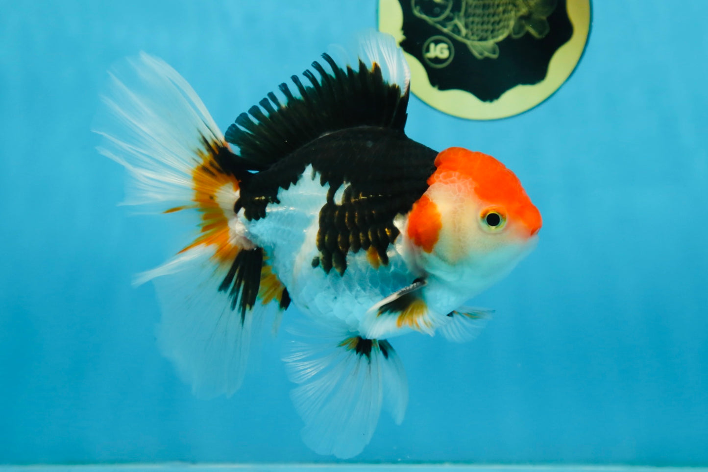 A Grade Tricolor Oranda Male 5-5.5 inches #082225OR_19