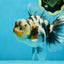 AAA Grade RARE White Tiger Oranda Female 5.5 inches #051625OR_15