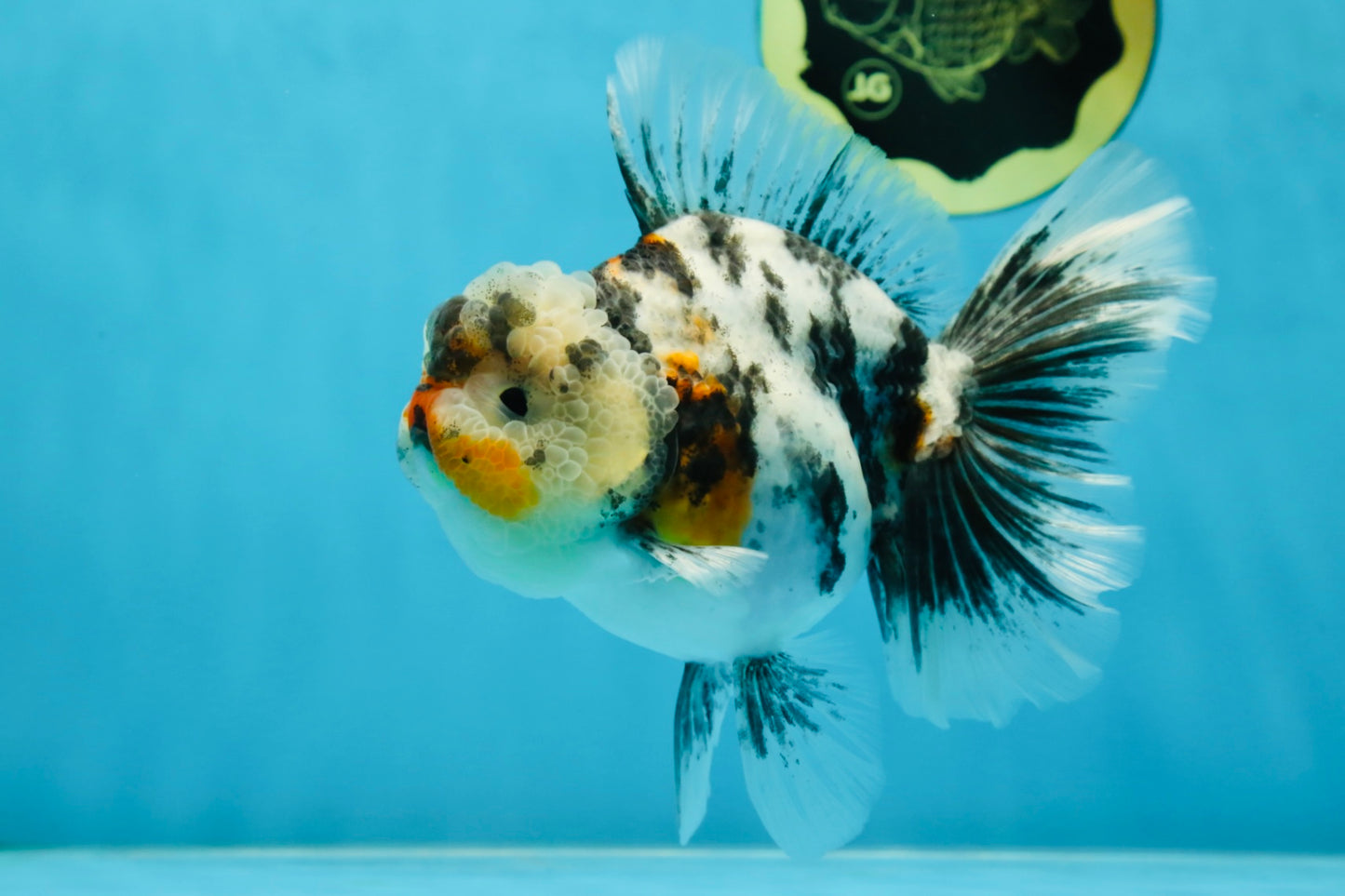 AAA Grade RARE White Tiger Oranda Female 5.5 inches #051625OR_15