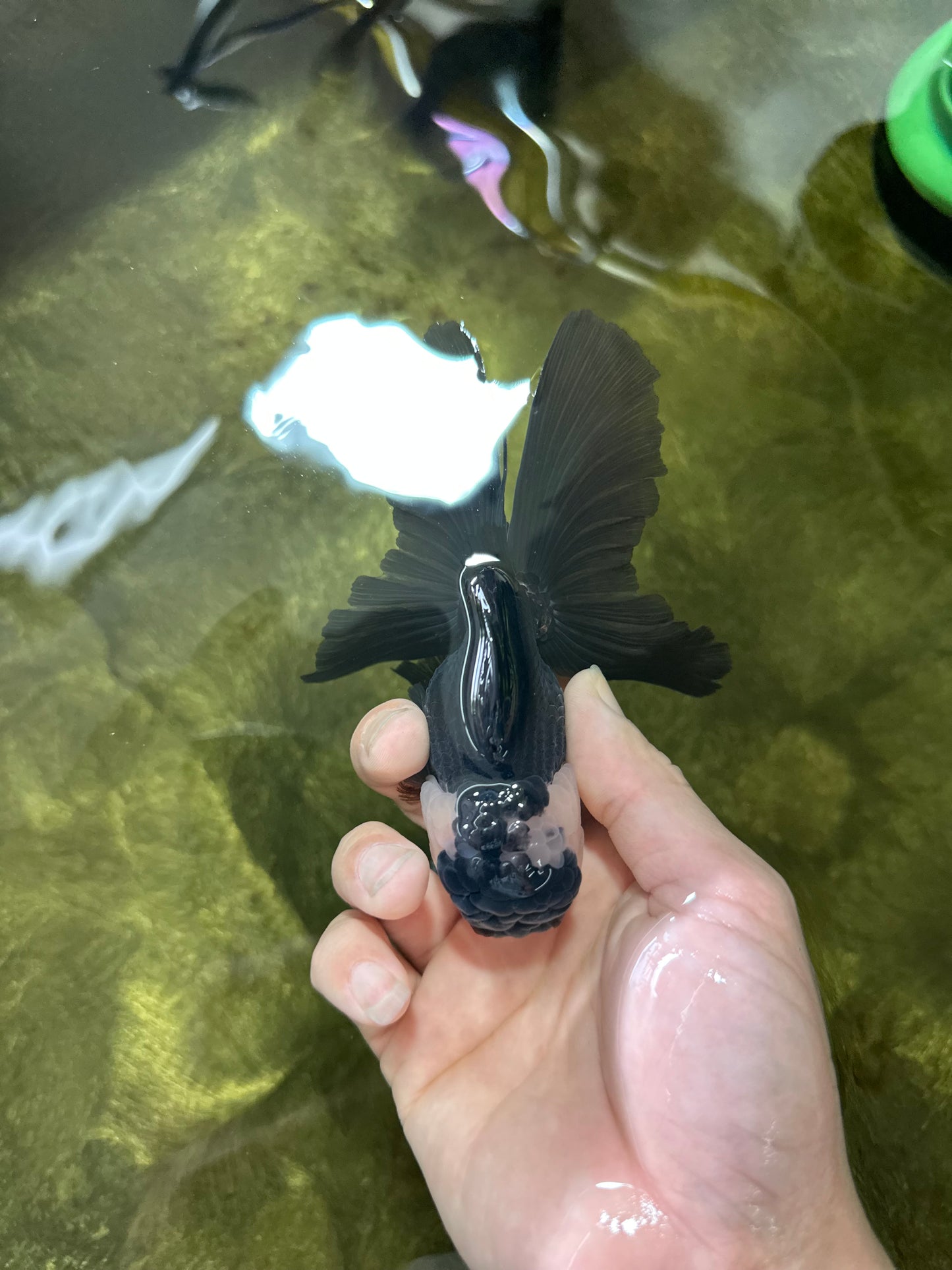 A Grade Panda Oranda Male 5 inches #050225OR_09