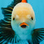 AAA Grade Tricolor Oranda Male 5.5 inches #0830OR_13