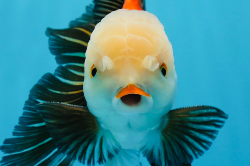 Oranda tricolor de grado AAA macho 5,5 pulgadas #0830OR_13