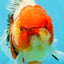 AAA Grade Sakura Oranda Female 5 inches #050925OR_47