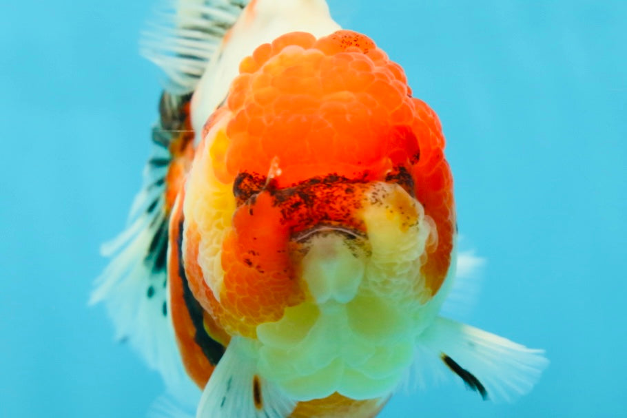 AAA Grade Sakura Oranda Female 5 inches #050925OR_47