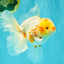 A Grade Polkadot Red White Oranda Male 6 inches #100926OR_23