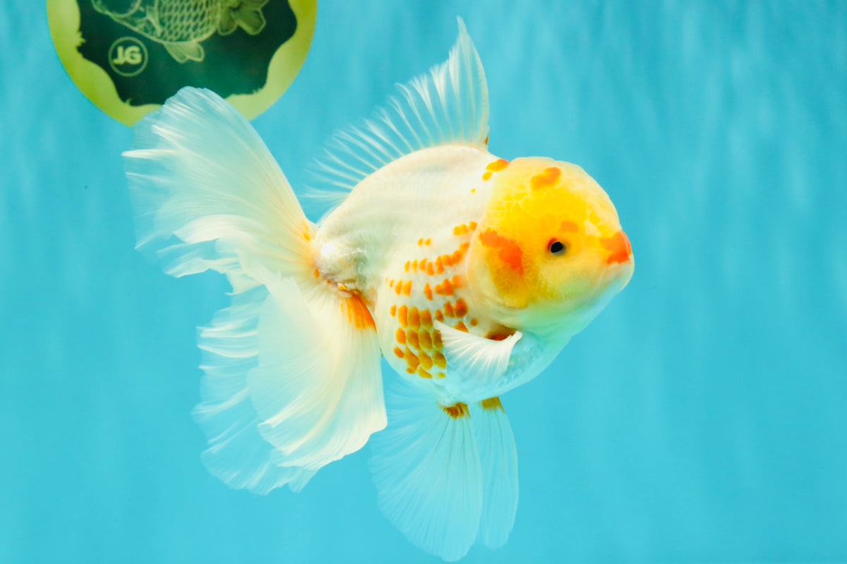 A Grade Polkadot Red White Oranda Male 6 inches #100926OR_23