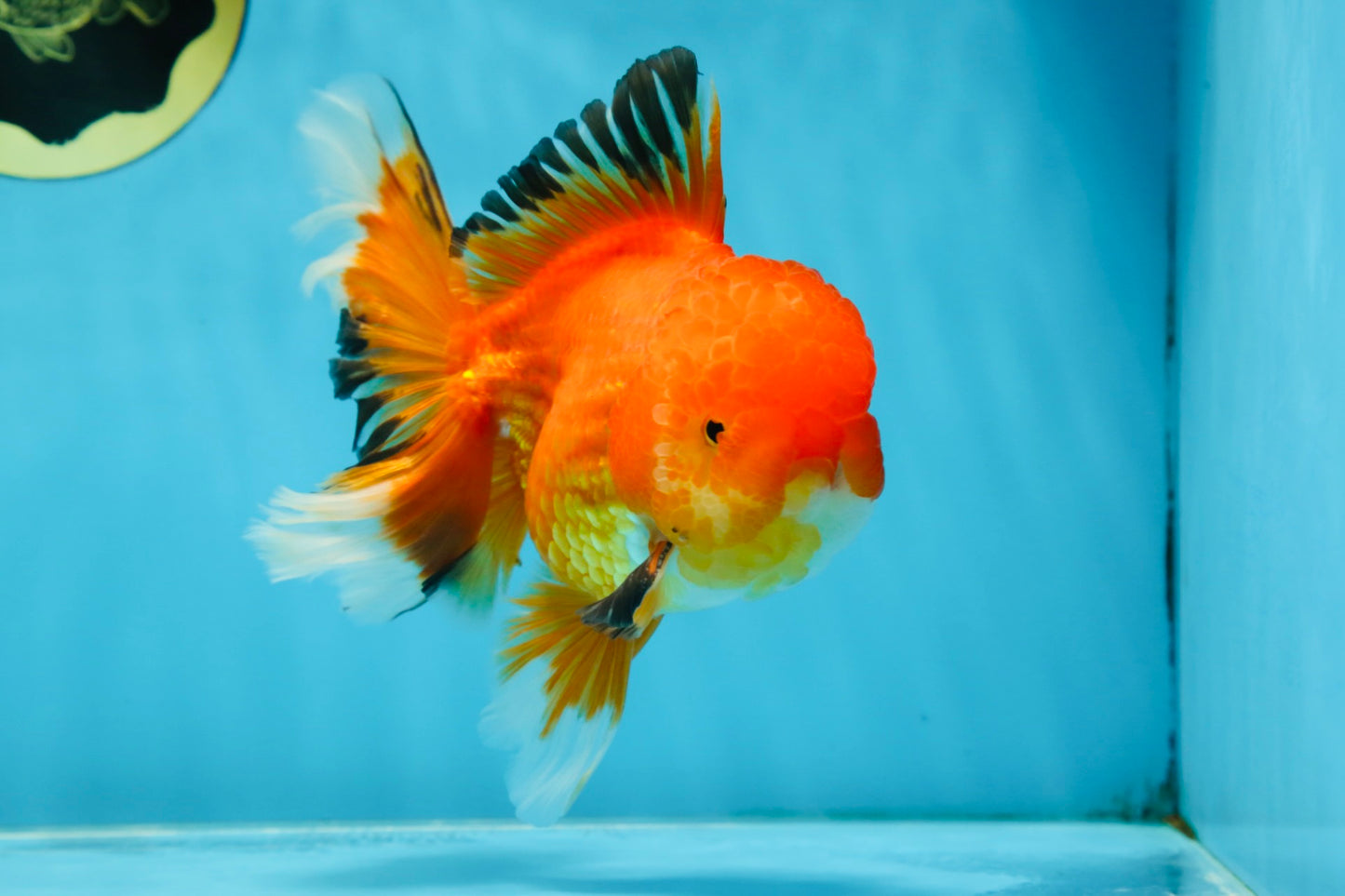 AAA Grade CHONKY Red White Oranda Male 5-5.5 inches #062025OR_16