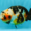 Chinese Tricolor Ranchu Male 5.5 inches #041026RC_20
