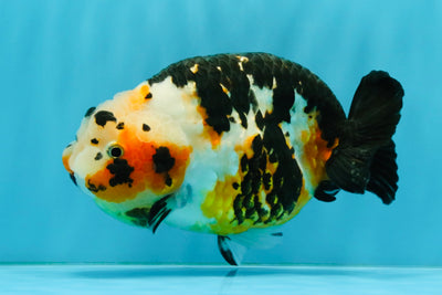 Chinese Tricolor Ranchu Male 5.5 inches #041026RC_20