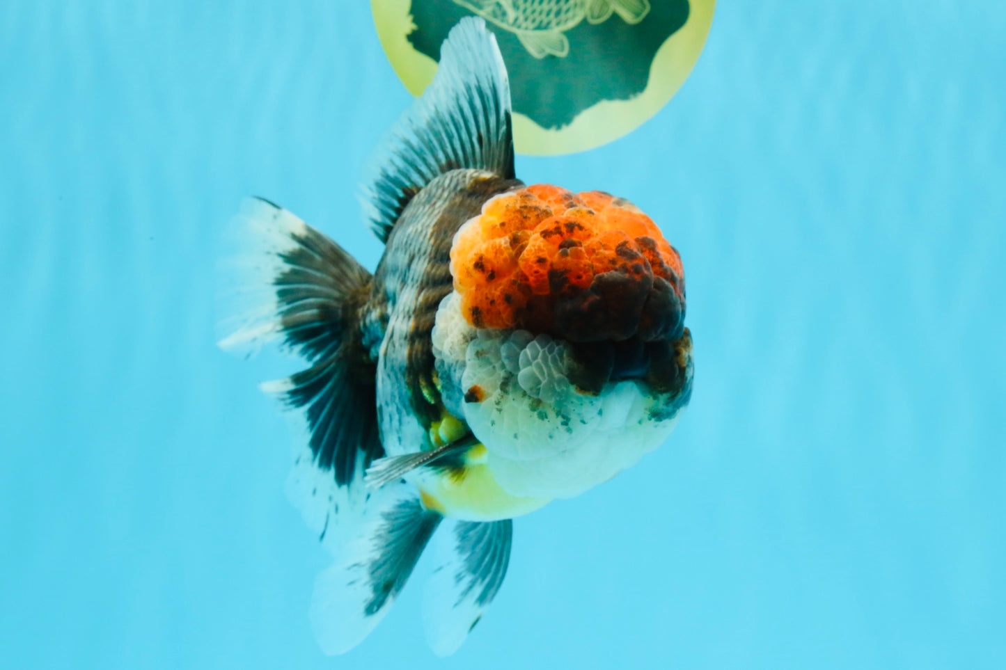 BULLDOG AAA Grade Red Head Kirin Calico Oranda Male 6.5 inches #022026OR_06