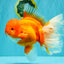 TOMATO AAA Grade Jumbo Broadtail Red Oranda Male 8.5-9 inches #072426OR_03