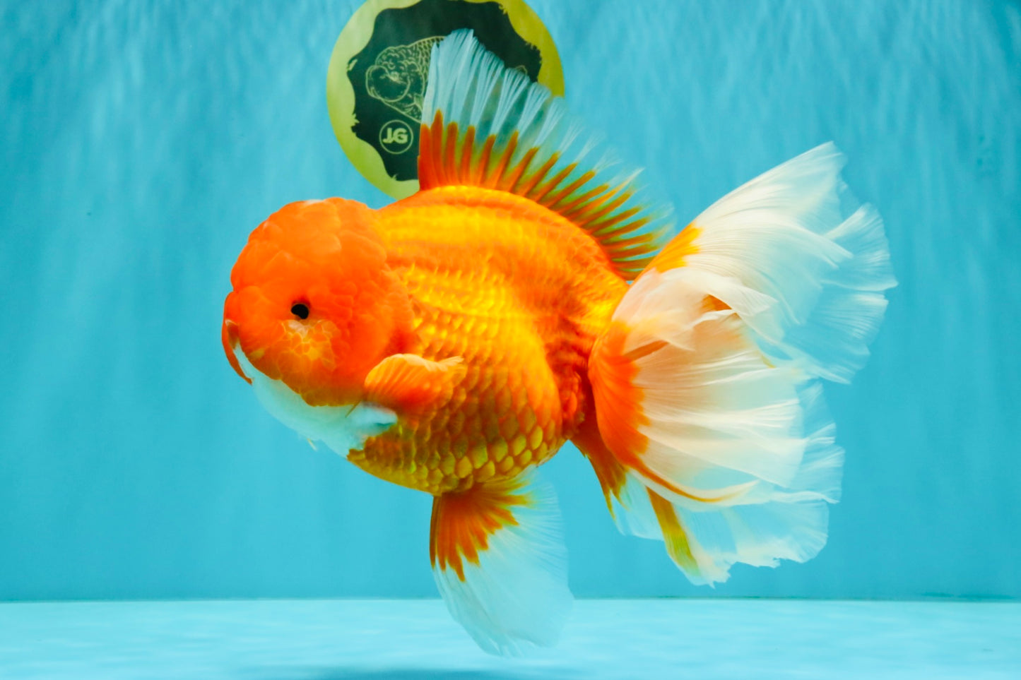 TOMATO AAA Grade Jumbo Broadtail Red Oranda Male 8.5-9 inches #072426OR_03