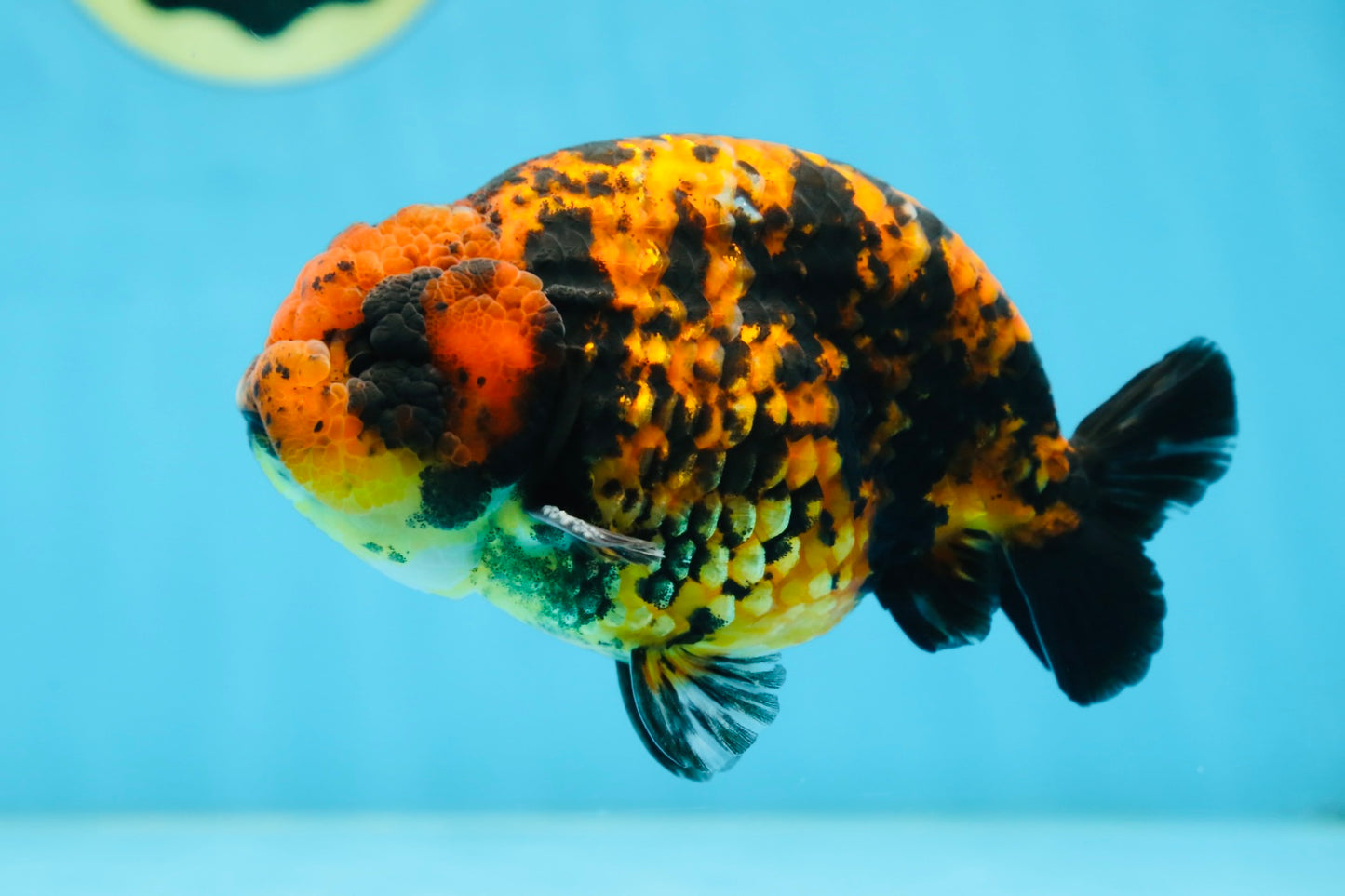 AAA Grade Tiger LionKing 5 inches #081525LC_02