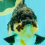 BATMAN AAA Grade Tricolor Yuanbao Male 4.5-5 inches #061926YB_33
