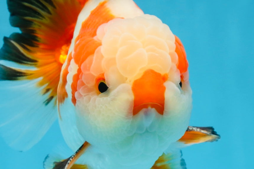 AAA Grade CHONKY Tricolor Yuanbao Male 5.5 inches #091925YB_16