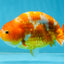 Sakura Chinese Ranchu Female 5 inches #120525RC_06