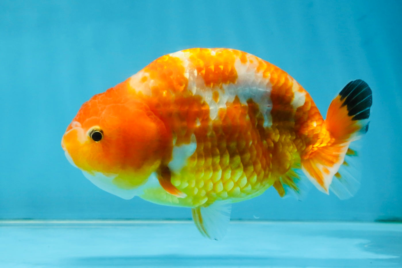 Sakura Chinese Ranchu Female 5 inches #120525RC_06