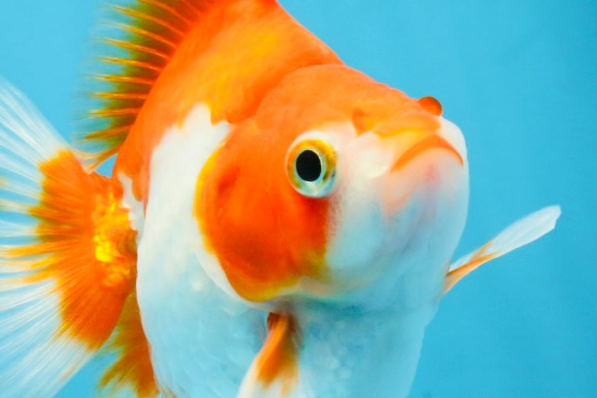 A Grade Red White Ryukin Female 4.5 inches #111425RK_09