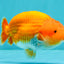 A Grade Red White LionKing 4.5-5 inches #072426LC_33
