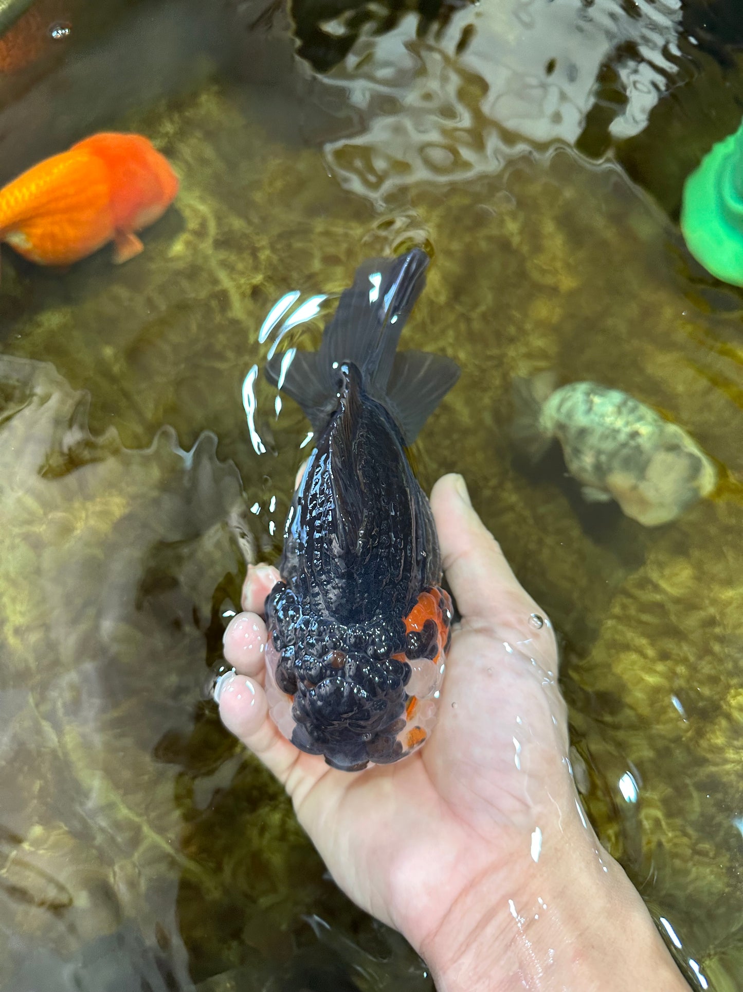 A Grade CHUBBY Tricolor Yuanbao Male 5.5-6  inches #100325YB_03