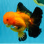 CHONKY A Grade Apache Oranda Male 5.5-6 inches #040326OR_09