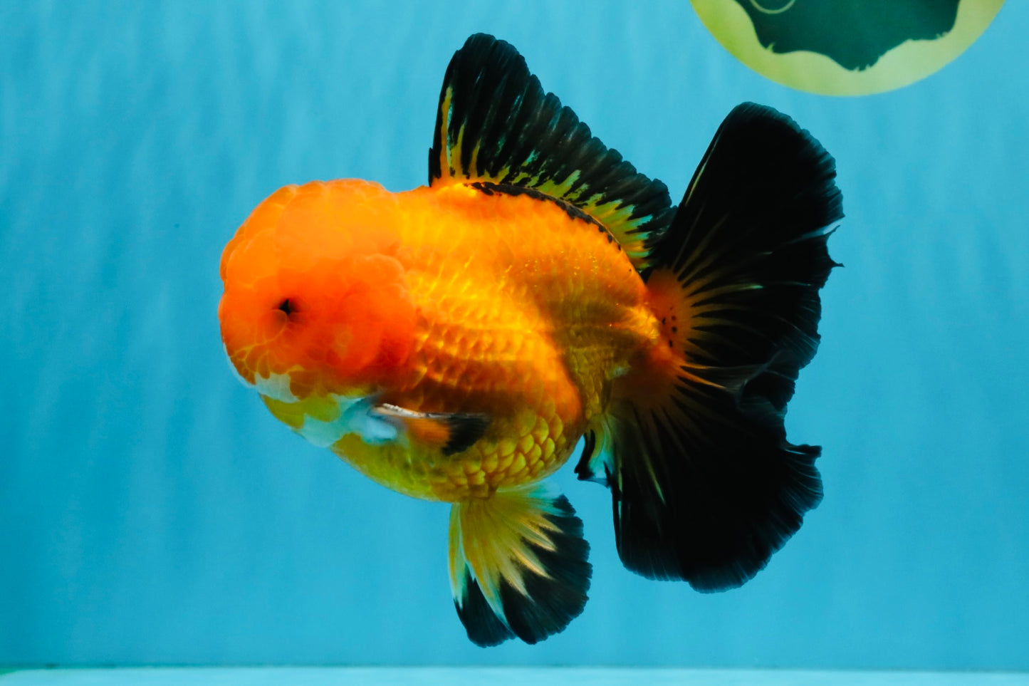 CHONKY A Grade Apache Oranda Male 5.5-6 inches #040326OR_09