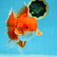 AAA Grade BEAUTY Red White Oranda Male 6 inches #082925OR_16