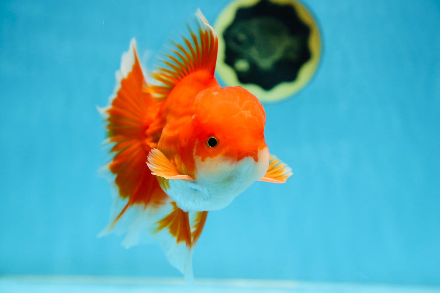 AAA Grade BEAUTY Red White Oranda Male 6 inches #082925OR_16