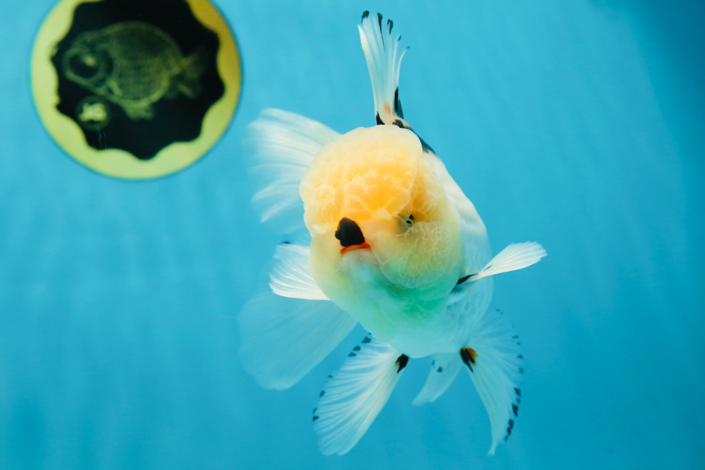 AAA Grade Tricolor Oranda Male 5.5 inches #050925OR_40