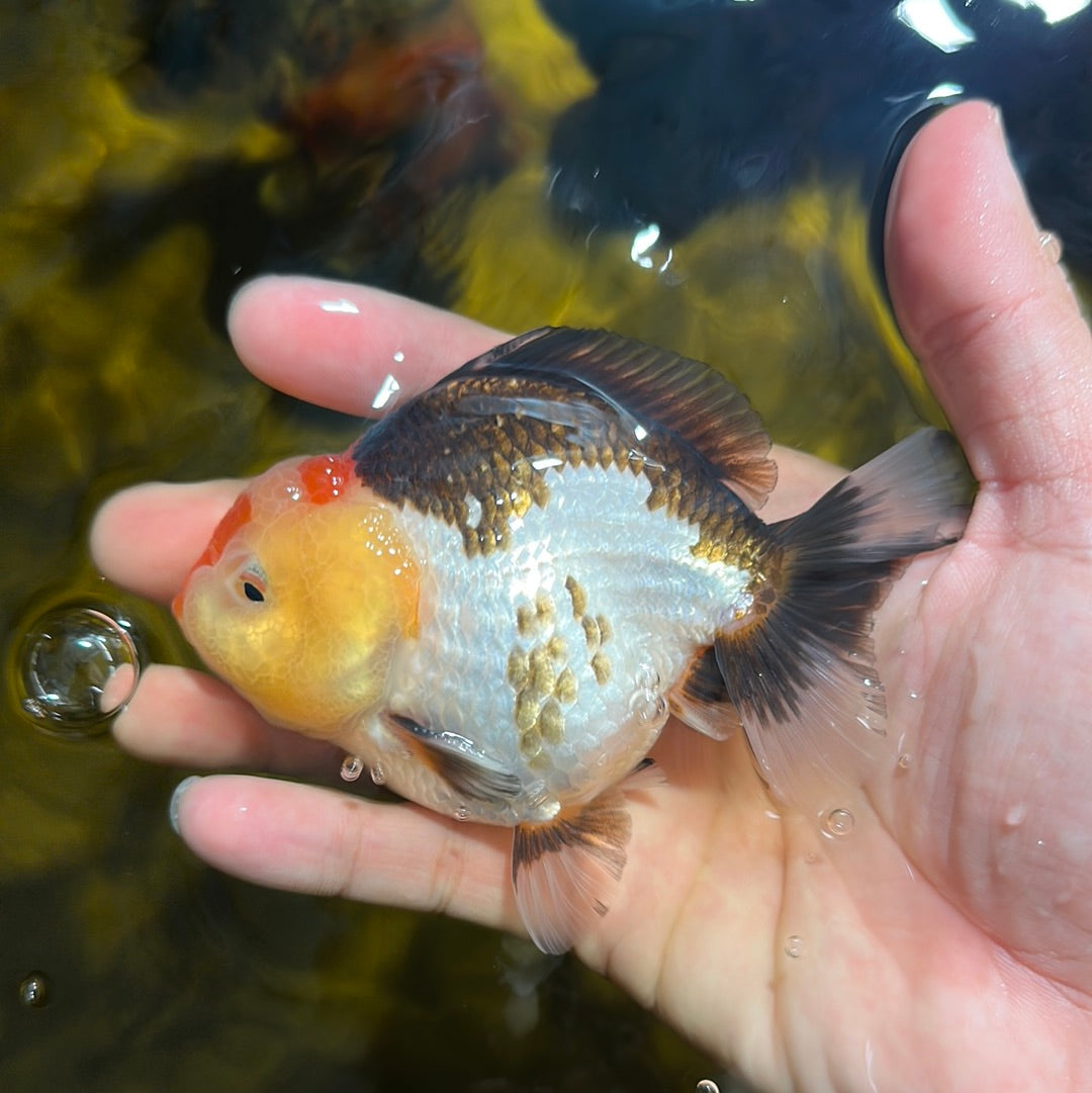 Femelle Yuanbao tricolore de catégorie AAA 4 pouces #1020YB_05