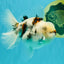 CHONKY A Grade Marble Oranda Male 5 inches #050126OR_07