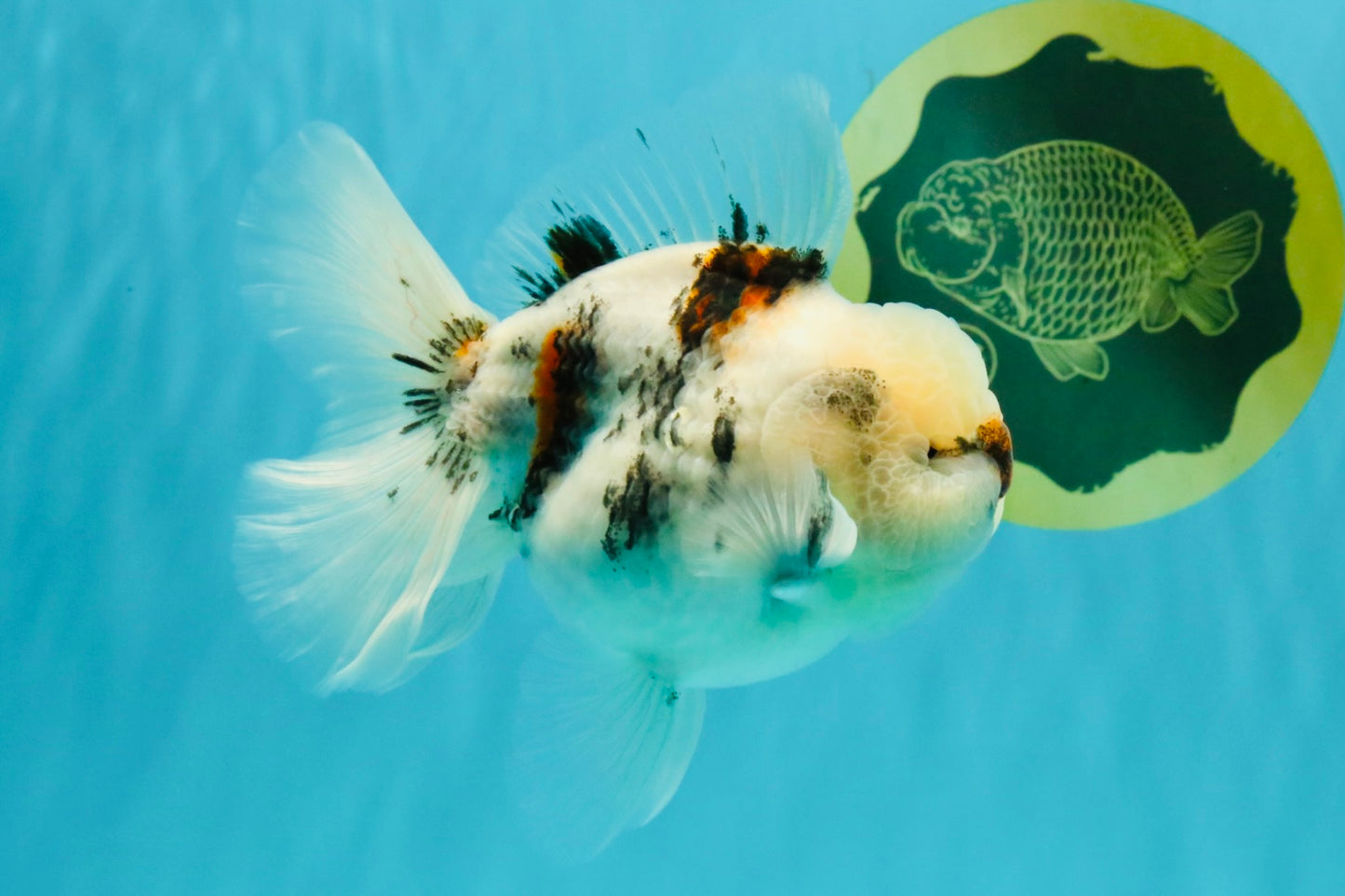 CHONKY A Grade Marble Oranda Male 5 inches #050126OR_07