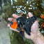 A Grade STUNNING Tricolor Oranda Male 5-5.5 inches #051625OR_23