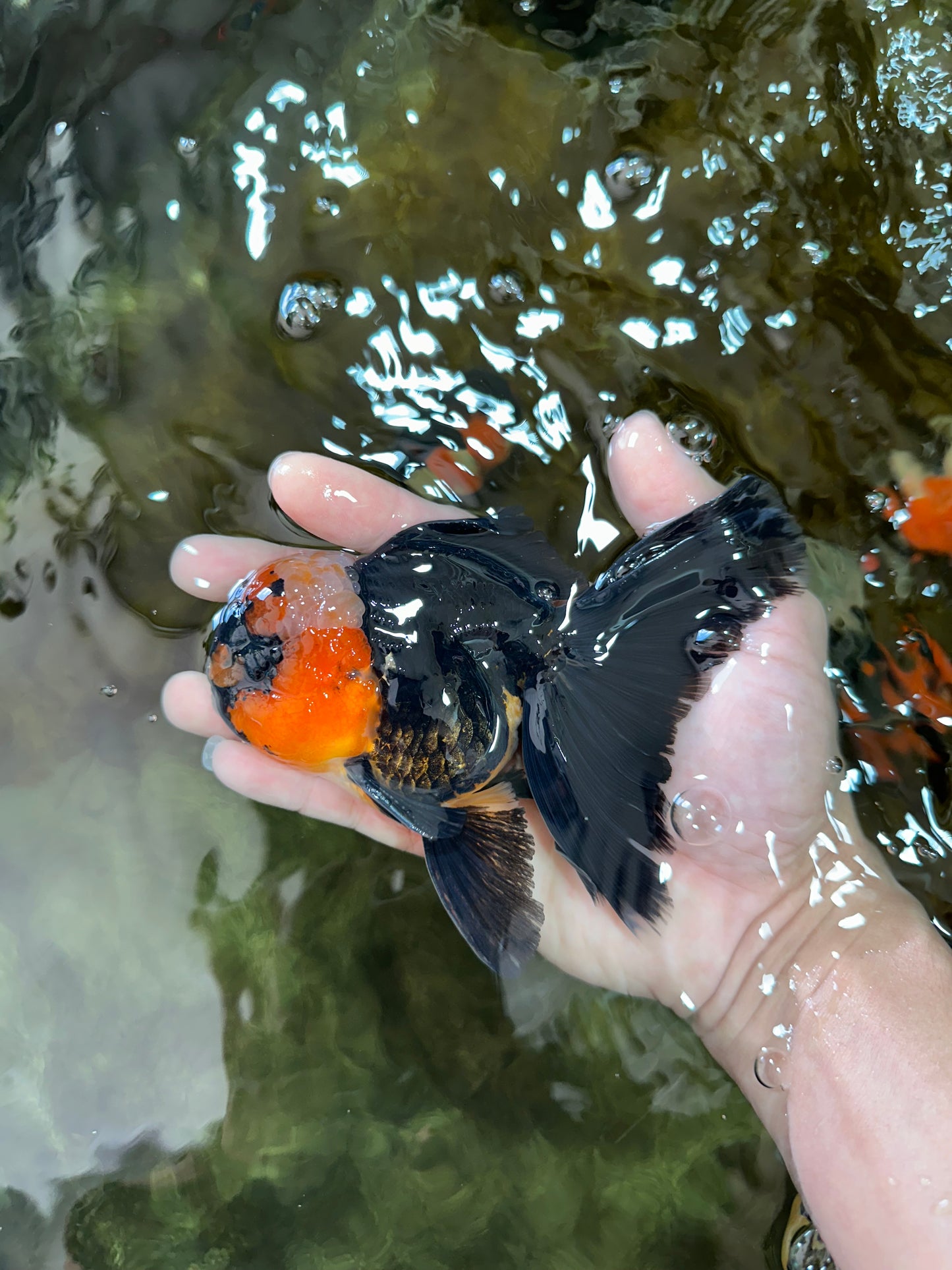 A Grade STUNNING Tricolor Oranda Male 5-5.5 inches #051625OR_23