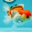 Red White Oranda Female 5 inches #110124OR_04