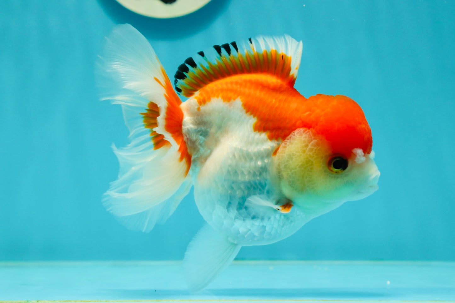 Red White Oranda Female 5 inches #110124OR_04