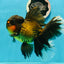 Jumbo Fluffy Black Gold Rose Tail Oranda Female 6.5-7 inches #1110OR_21