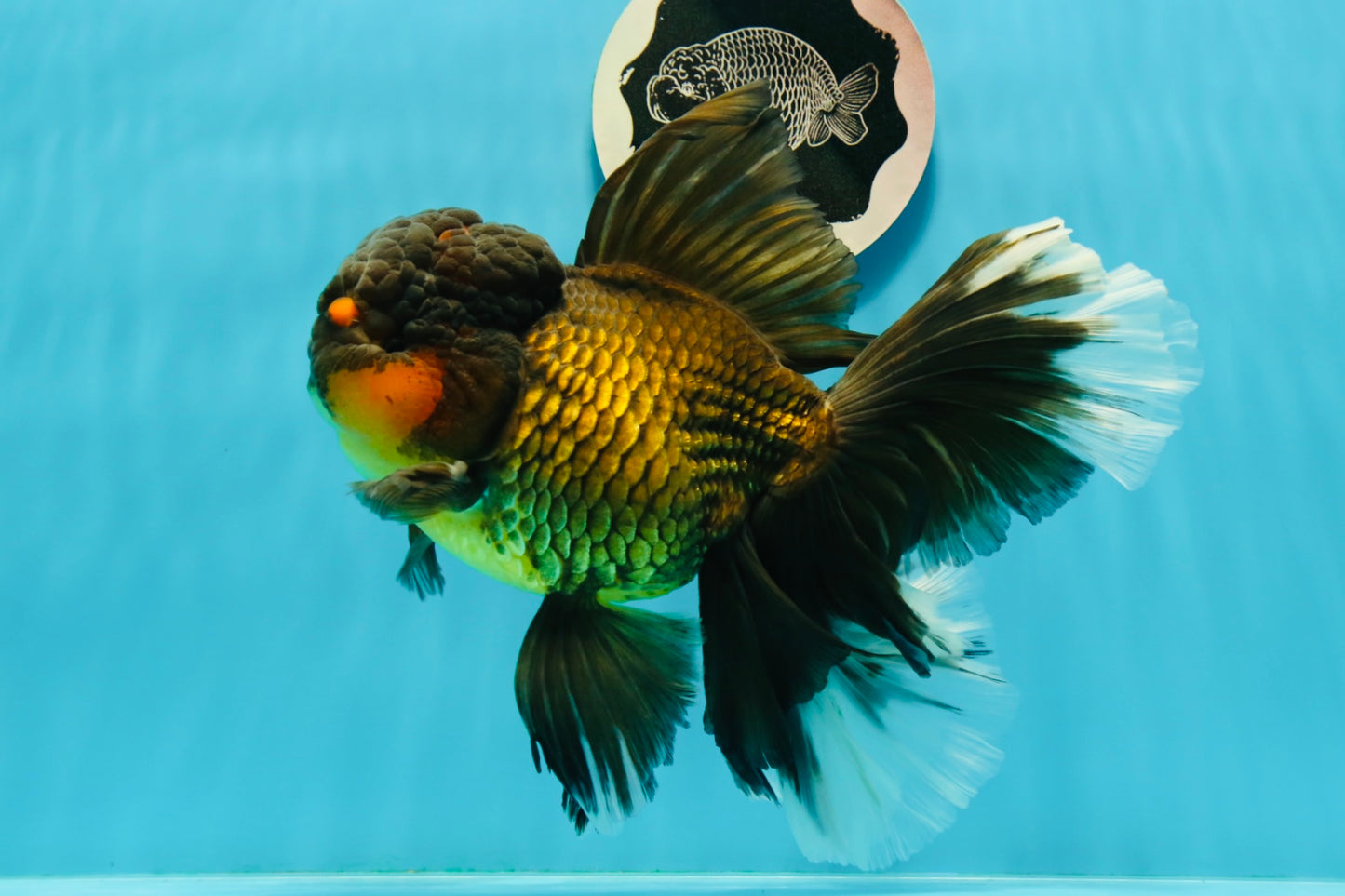 Jumbo Fluffy Black Gold Rose Tail Oranda Female 6.5-7 inches #1110OR_21