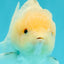 AAA Grade White Yuanbao Male 4.5-5 inches #072426YB_28