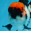 A Grade Tricolor Oranda Male 5-5.5 inches #0830OR_15