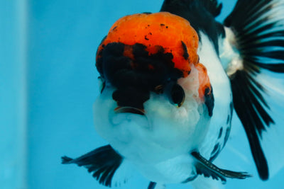 Oranda tricolor de grado A macho 5-5.5 pulgadas #0830OR_15