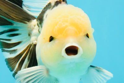 A Grade Panda Oranda Male 5.5 inches #030626OR_23